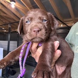 Purple - Chocolate female Labrador Retriever puppy in Newton Grove, North Carolina from Wayalife Labradors & Gsp’s