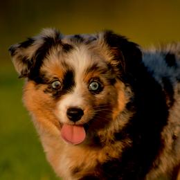 Snack Pack - Toy Australian Shepherd