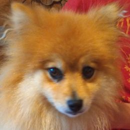 Ginger - Pomeranian