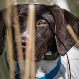 German Shorthaired Pointers from Top Fuel Shorthairs
