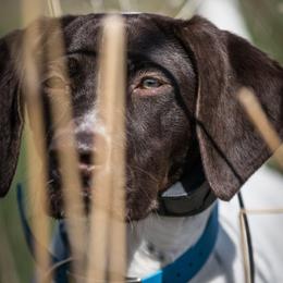 German Shorthaired Pointers from Top Fuel Shorthairs