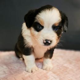 Miracle - Blue merle female Miniature Australian Shepherd puppy in Owensboro, Kentucky from JnT's Bluegrass Mini Aussies