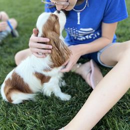 Cavalier King Charles Spaniel All Grown Up from Emerald Grove Puppies