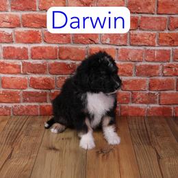 Darwin - Black phantom male Aussiedoodle puppy in Calhoun, Georgia from Happy Top Doodles