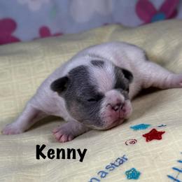 Kenny - Tricolors male French Bulldog puppy in Courtland, Alabama from Ponderosa Frenchies and Cavapoo’s