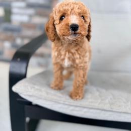 Biscuit - Apricot male Goldendoodle puppy in Daytona Beach, Florida from Beach Doodles