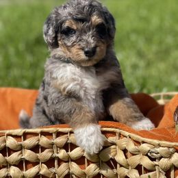 Bernedoodle and Bernese Mountain Dog Puppies from Lost Coast Bernese Mountain Dogs
