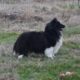 Nightie - Shetland Sheepdog