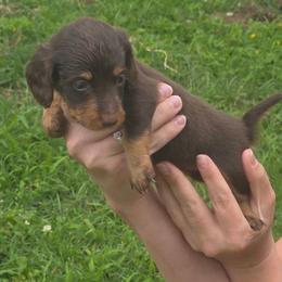 Brown girl - Chocolate female Dachshund puppy in Marietta, Ohio from Harlee's Dachshunds