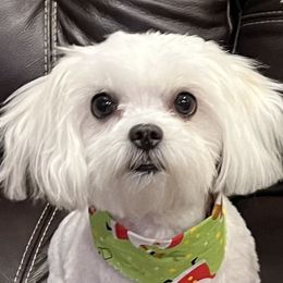 Milly - Maltese