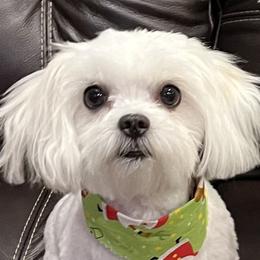 Milly - Maltese