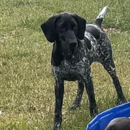 German Shorthaired Pointers from Burch legacy kennels