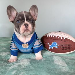 Brutus - Tricolors male French Bulldog puppy in Sterling Heights, Michigan from Freshwater Frenchies