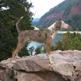 American Leopard Hound, Bluetick Coonhound, and German Shepherd All Grown Up from Haus Biery German Shepherds, Benchmark Blueticks & Leopard Hounds