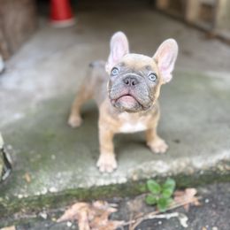 Leeli - Tricolors female French Bulldog puppy in Conroe, Texas from The Frenchie Farm