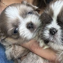 Shih Tzus from Haus of Shih Tzu's