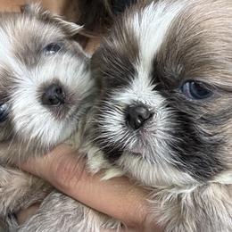 Shih Tzus from Haus of Shih Tzu's