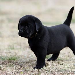 Fancy Girl 2 - White Collar - Black female Labrador Retriever puppy in Point, Texas from Lakylu Kennels