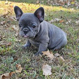 French Bulldog Puppies from Donna's French Bulldogs
