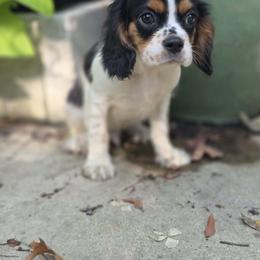 Bashful - Tri-color male Cavalier King Charles Spaniel puppy in Neosho, Missouri from County-Line Critters