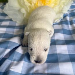 Male 2 - White male West Highland White Terrier puppy in Boaz, Alabama from Creekside Westies