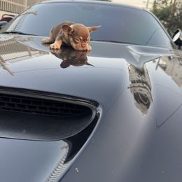Curious George ( Current name) - Tricolors male French Bulldog puppy in Los Angeles, California from westsidefrenchies