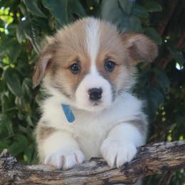 Blue collar - Red male Pembroke Welsh Corgi puppy in Caliente, California from Rafter Cross 7