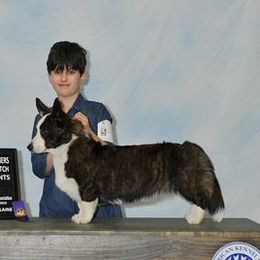 Calypso - Cardigan Welsh Corgi