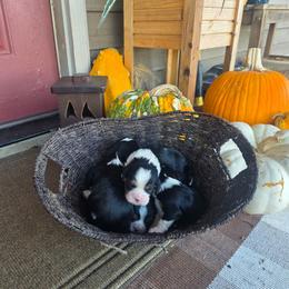 Jax - Tri-color male Cavalier King Charles Spaniel puppy in Springfield, Missouri from Caney Mountain Cavaliers LLC