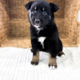 Bluey - Black tri-color female Australian Shepherd puppy in Unionville, Iowa from Soap Creek Kennels