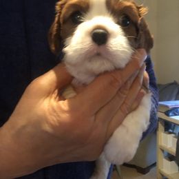 Boy 1 - Blenheim Cavalier King Charles Spaniel puppy in Belding, Michigan from Miller Cavs and Pyrs