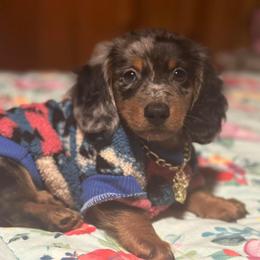 Dachshund and French Bulldog Puppies from Trust Fund Devil Kennel