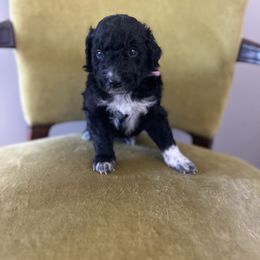 Hermione Granger - Black female Bordoodle puppy in Valley Center, California from Circle R Valley Farms