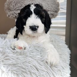 Sheepadoodle Puppies from Maplesierradoodles