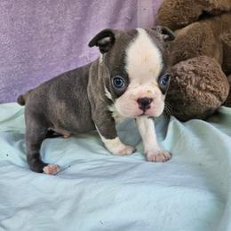 LUCUS - Blue male Boston Terrier puppy in Anderson, South Carolina from Lola’s House of Bostons & Rescue