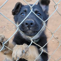 German Shepherd Puppies from Cornil Dariy