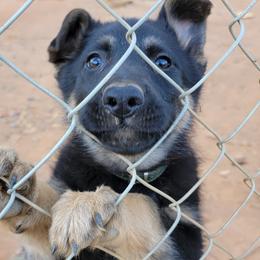 German Shepherd Puppies from Cornil Dariy