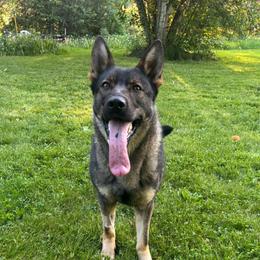 Fury - German Shepherd