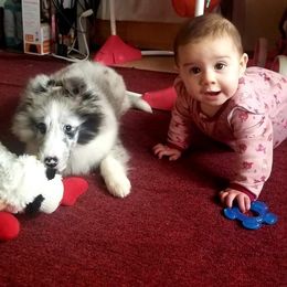 Collie and Shetland Sheepdog Puppies from Zandria Collies and Shetland Sheepdogs