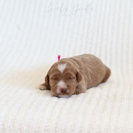 Pink Collar Girl - Caramel female Australian Labradoodle puppy in Thousand Oaks, California from Lovely Doodle Lane