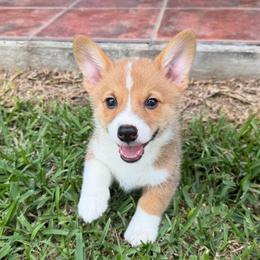 Omega - Red male Pembroke Welsh Corgi puppy in Magnolia, Texas from Wiggle Ranch Corgis