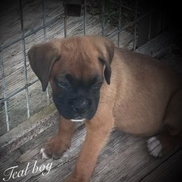 Teal boy - Fawn male Boxer puppy in Center Hill, Florida from Rogers Farm’s Beloved Boxers