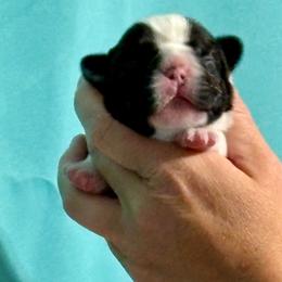 Black pied female - Black and white female French Bulldog puppy in Jefferson City, Missouri from Central Frenchie Haven