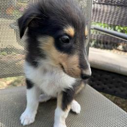 Clark - Black white and tan male Collie puppy in Yukon, Oklahoma from ColliesOklahoma