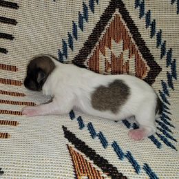 Havanese and Rottweiler Puppies from AKC Rottweilers and Havanese