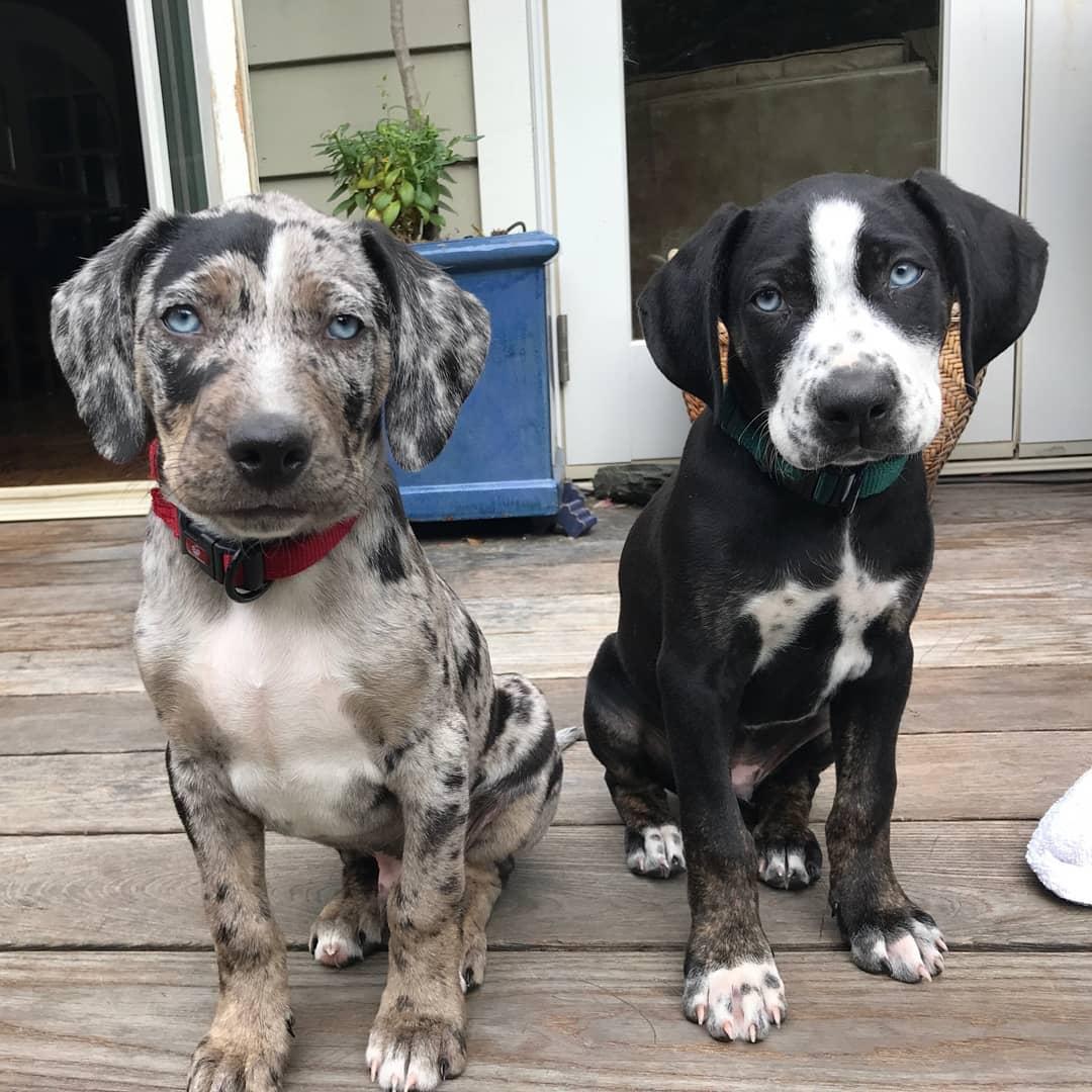Hidden Creek Catahoulas in Texas | Catahoula Leopard Dog puppies | Good Dog