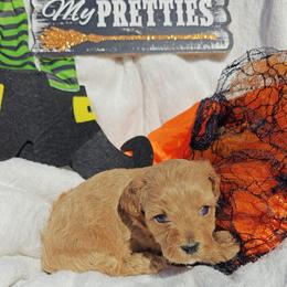 Wallace - Red male Cavapoo puppy in Dallas, Texas from Halo's Heroes Doodles