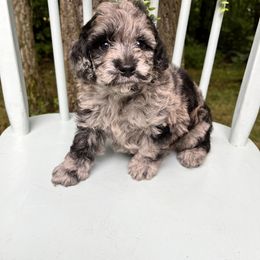 Goldendoodle and Golden Retriever Puppies from Darling Doodles of Licking County