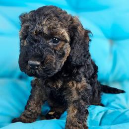 Anna - Sable female Cockapoo puppy in Indiahoma, Oklahoma from Phamily Doodles