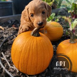 Goldendoodle Puppies from BasilBella’s Doodles